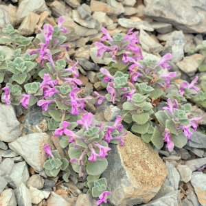 Eriophyton anomalum
