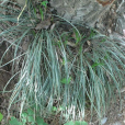 披針薹草 披針薹草