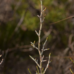 Allocasuarina microstachya