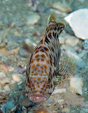 石斑魚