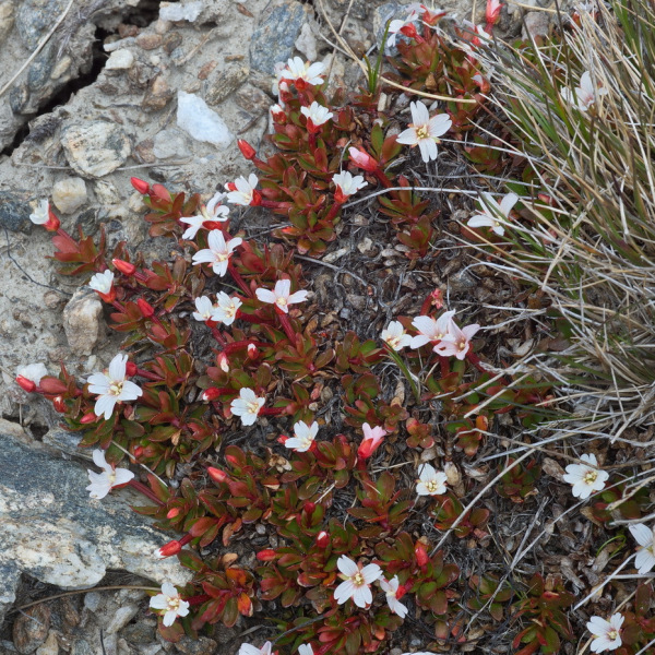 Epilobium tasmanicum