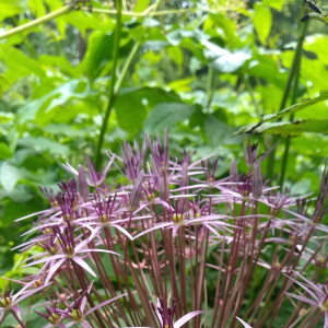 紙花韭 紙花韭