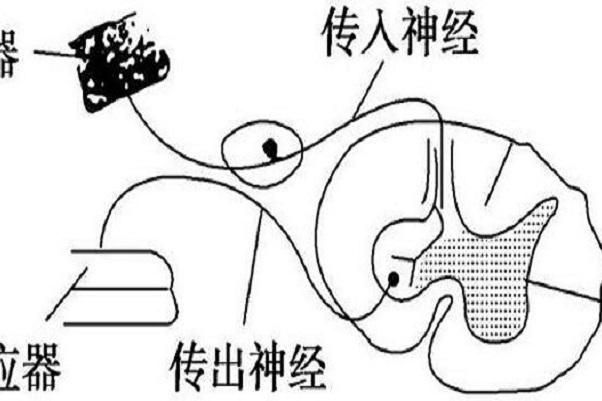 感覺運動弧 感覺運動弧