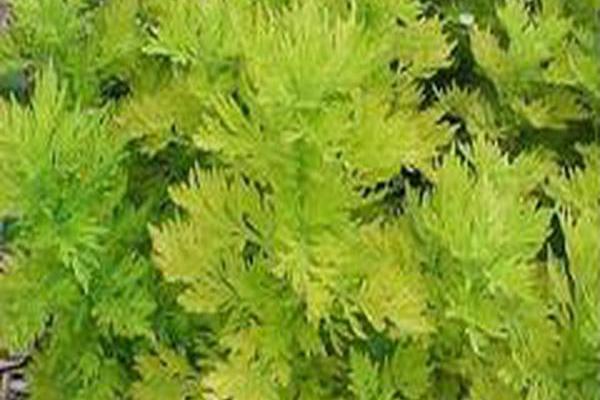 Artemisia vulgaris \x27Cragg-Barber Eye\x27