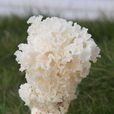 荷仙菇 荷仙菇