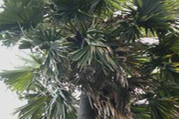 Borassus flabellifer Borassus flabellifer