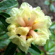 毛花杜鵑 毛花杜鵑