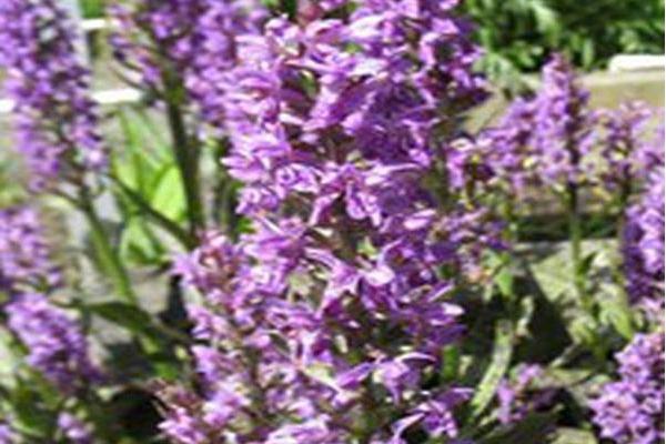 Dactylorhiza majalis Dactylorhiza majalis