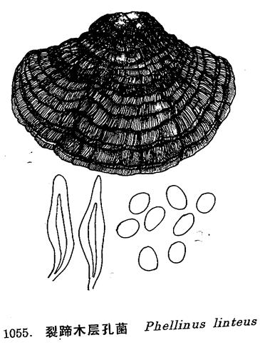 裂蹄木層孔菌