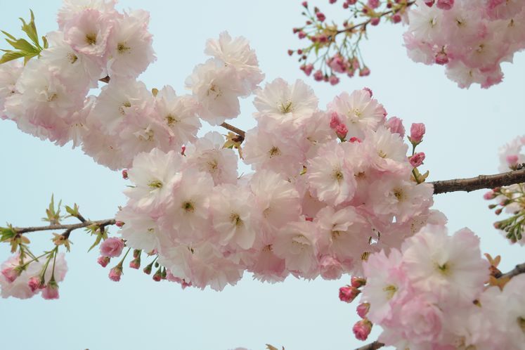 貴妃櫻 貴妃櫻