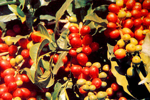 衣索比亞卡法山區的紅色咖啡果