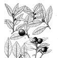 山橘(植物) 山橘(植物)