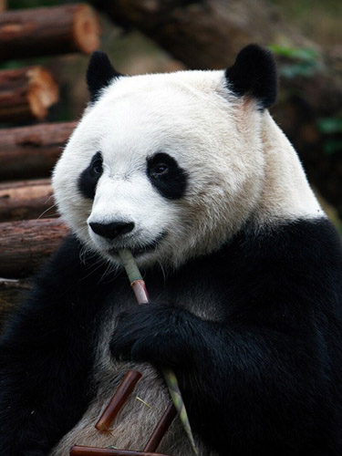 大熊貓
