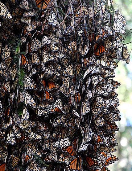 美洲王蝶棲息在墨西哥米卻肯州的樹木上