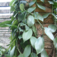 香莢蘭屬 香莢蘭屬