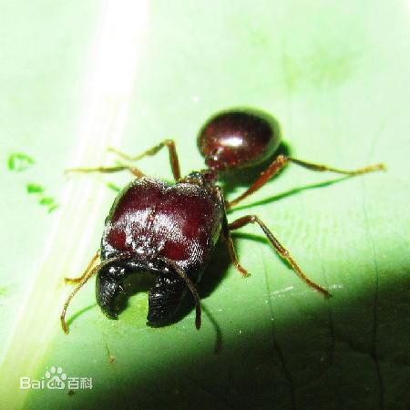 全異盲切葉蟻