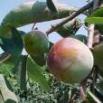 青茶柿 青茶柿