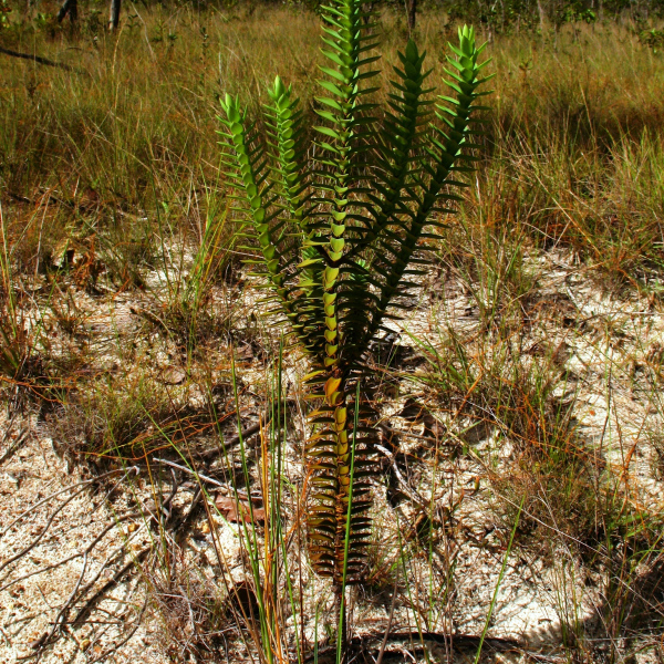 Hypericum styphelioides