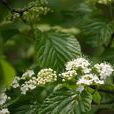 峨眉莢蒾 峨眉莢蒾