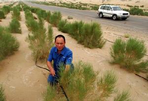 新疆沙漠公路建起綠色長廊