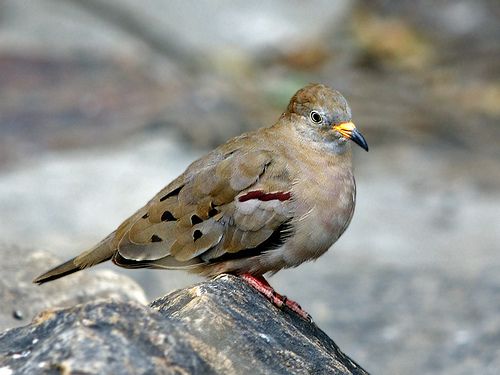 斑嘴地鳩 斑嘴地鳩