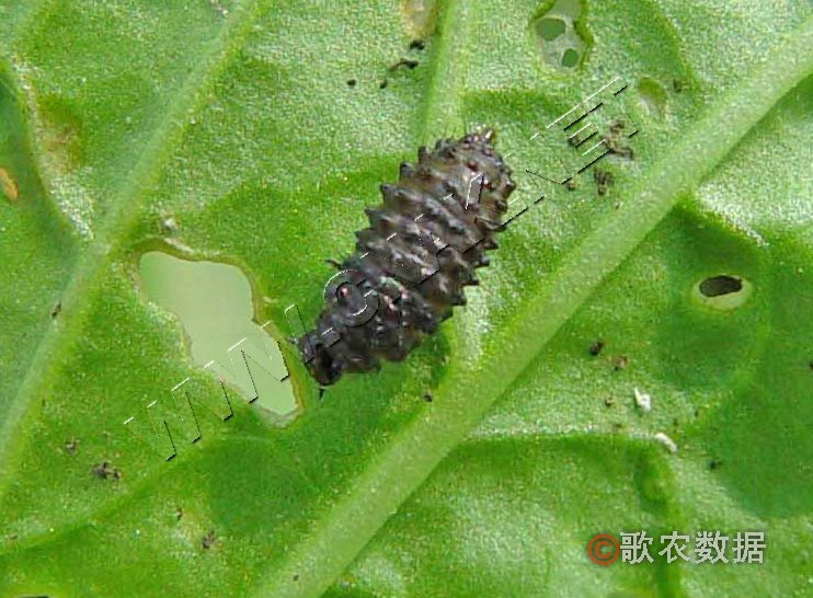 小猿葉甲幼蟲（圖2）