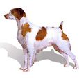 布列塔尼犬