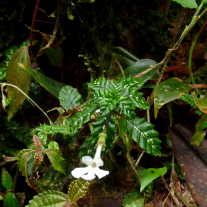 Cremosperma muscicola