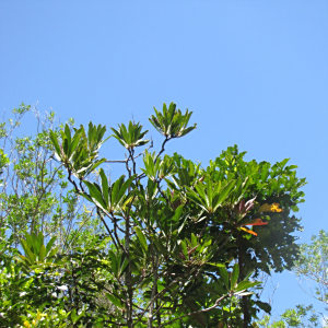 Tapeinosperma laeve