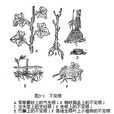 不定根 不定根