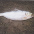 青鱗魚 青鱗魚