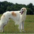 俄羅斯獵狼犬(獵狼犬（源於俄羅斯的犬種名）)