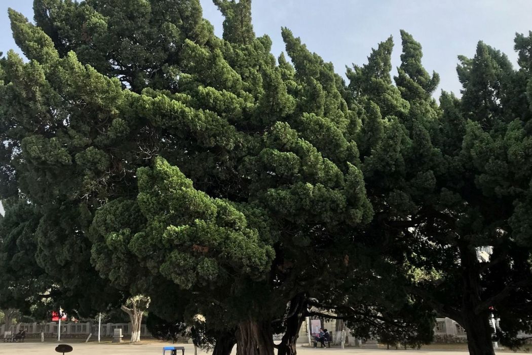 火炬松群體28 火炬松群體28