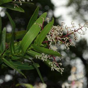 Tapeinosperma ateouense
