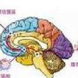 獎賞效應 獎賞效應