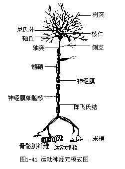 樹突和軸突