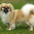 宮廷犬 宮廷犬