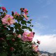 木芙蓉(拒霜花)