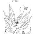新寧樓梯草 新寧樓梯草
