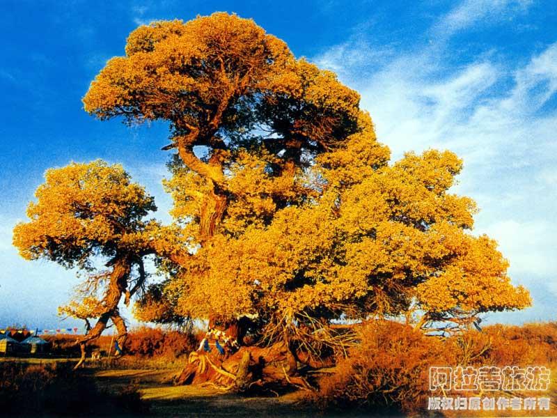內蒙古額濟納旗神樹