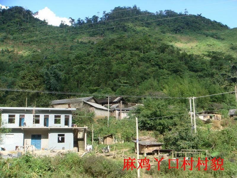 麻雞丫口村 麻雞丫口村