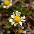 黃花小山菊 黃花小山菊