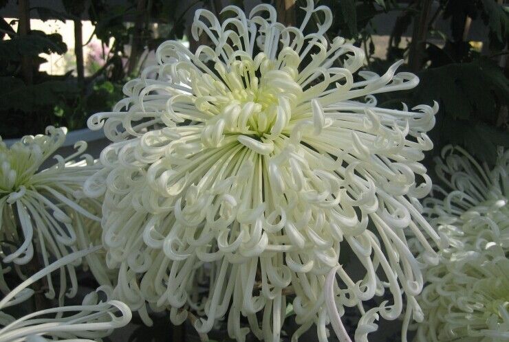 白玉菊 白玉菊