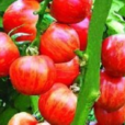 紅貝貝 紅貝貝