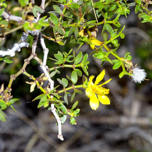 Larrea divaricata