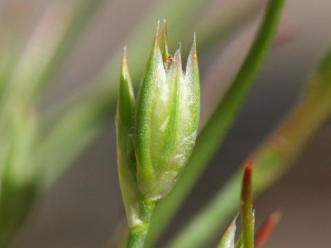小燈芯草 小燈芯草