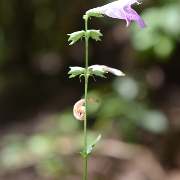 Physostegia leptophylla