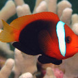 小丑魚(克氏海葵魚) 小丑魚(克氏海葵魚)