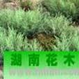 白刺科 白刺科