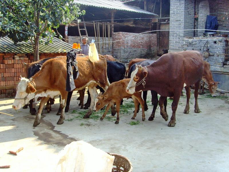 畜牧業的發展